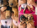 Dashchund Puppies