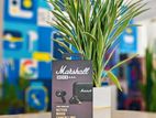 Marshall Motif II ANC Wireless Earbuds