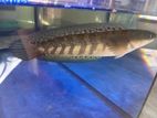 Marulioides fish
