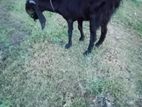 Farm Goats