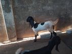 Farm Goat