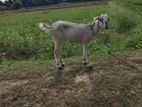 Mari Kutty Goat