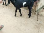 Farm Goat