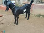 Mary Kutty