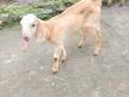 Farm Goat
