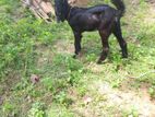 Mari Kutty Aadu