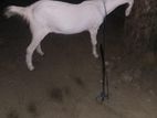 Farm Goat