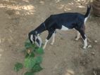Mary Kutty Goat
