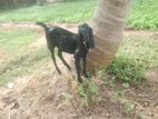 Mary Kutty Goat