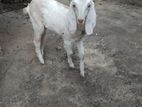 Goat (Eluwa )