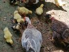 Mas Duck Petau 10k Vikimata