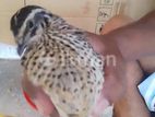 Quail