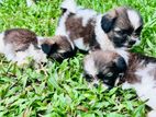 Shih Tzu Puppies