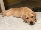 Labrador Puppies