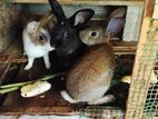 Rabbit
