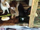 Rabbits