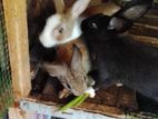 Rabbits