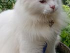 Persian Cat