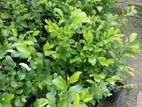 Masan Plants /මසන් පැ ළ