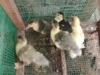 Muscovy Duck Chicks