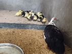 Farm Duck