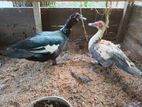 Muscovy Duck