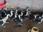 MASCOVY DUCK