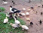 Muscovy Ducks