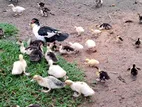 Muscovy Ducks