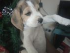 Beagle Puppy