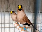 Masked Finch Pair