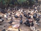 Maskovi Ducks