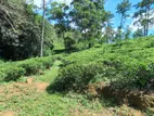 Massive Commercial Land for Sale in Ella