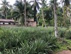 Massive Land for Sale in Gampaha