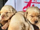 Labrador Puppies