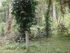 Matale Land for Sale