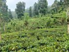 Matale Land for Sale