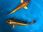 Matsuba Koi Fish
