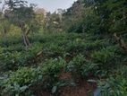 Matugama : 14 Acers Highly Agricultural Lad with Tea, Rubber for Sale
