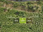 Mature Teak Plantation for Sale in Anuradhapura