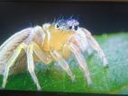 Maxmo 43 Inch Led Tv