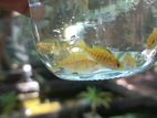 Mbuna Malawi Fish