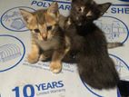 Kittens for Kind Home