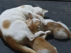 Kitten for Kind Home