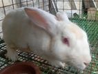 Male Rabbit