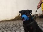 Male Rottweiler Dog in Crossing