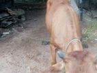 ගවයා - Farm Cow