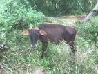 Male Cow