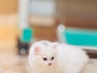 Persian Cat