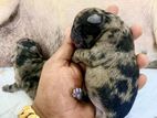 Merle Pug puppy